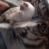 Purebred ragdoll cats/kittens