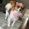 Red and White Sable Teacup Papillion