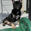 Meet Gwen The Precious Black Tan French Bulldog Awaiting Her Furever Home!
