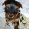 Pedigree Yorkshire Terrier Puppy - Ready 9.23.23 - SOLD