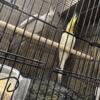 Pair Cockatiel with cage for sale
