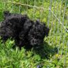 Tiny toy poodle for sale