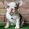 $1,900 White Merle Male Saco - beautiful French Bulldog puppy for sale.