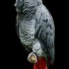 African Grey female friendly huge vocabulary .