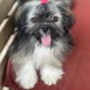 Puppy Lhasa Apso for sale