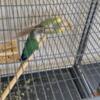 Proven Pair Turquoise Green Cheek Conure