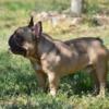 Gorgeous! Stud for sale AKC French Bulldog with Health Clearences