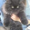 Black Female CFA Reg Persian Kitten 10 weeks old