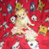 Chihuahua puppies (1 available)