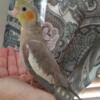 Cockatiels, Hand fed , Tame