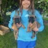 Cane Corso Puppies Brindle and Fawn