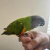 Beautiful male Senegal parrot