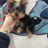 For sale a Male yorkie puppy