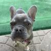 7month Female French Bulldog Rehoming