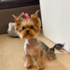 Beautiful little 4 years old female YORKSHIRE TERRIER