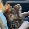 Pomchi stud still looking for a sweetheart