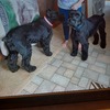 Puppies- Giant Schnauzers born 3-6-2024