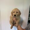 AKC Golden retriever puppy for sale!