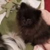 CKC Pomeranian puppy born 