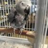 African Grey starting to pluck
