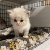 Siberian Kitten girl name Dottie qualifies for breeding