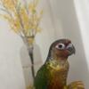 Cokatiels and Greencheeks conures