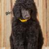 Standard Poodles/Moyen AKC (Health tested CLEAR) only 1 left