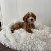 3 month old Cavapoo Male