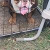 Micro american bully male for stud heavy devilspit