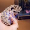 All kinds of colors very friendly hedgehog babies $150