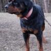 4 year old male Rottweiler