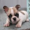 French Bulldog male puppy- super cute!