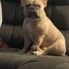 Adult male Akc frenchie and akc female pup looking for a new