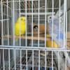 Young american parakeets