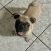 Fawn Male Puppy Available