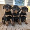 AKC Rottweilers in Topeka Indiana