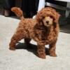Female toy poodle. Ready to go home.