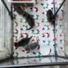 Male / female Kittens looking for home
