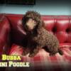 Bubba Male Mini Poodle