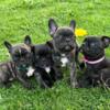 50/50 Frenchton puppies - 3 left! ready to go May 13th