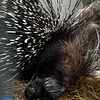 (SOLD)African Crested Porcupine babies