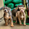 AMERICAN BULLY PUPPIES AVAILABLE NOW !