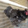 Beautiful silkie rooster for adoption