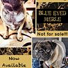 Pug Stud Merle blue eyes stud or sale