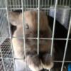 Holland lop looking for great home