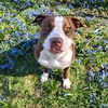 Female red nose Pitbull - 1 year old