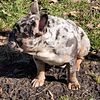 Meet Gullom AKC registered blue and tan tweed merle for STUD ONLY
