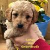 Goldendoodle Puppies/Registered/Guarantee