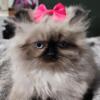 Himalayan Kittens Looking For Furever Homes NOW