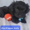 Shorkie-poo male puppy